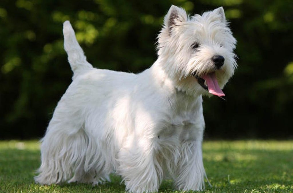 west-highland-white-terrier