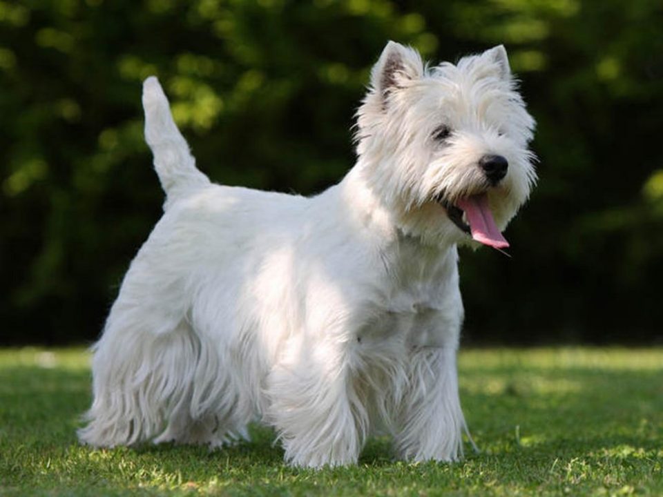 west-highland-white-terrier